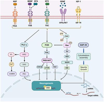 The factors affecting neurogenesis after stroke and the role of acupuncture